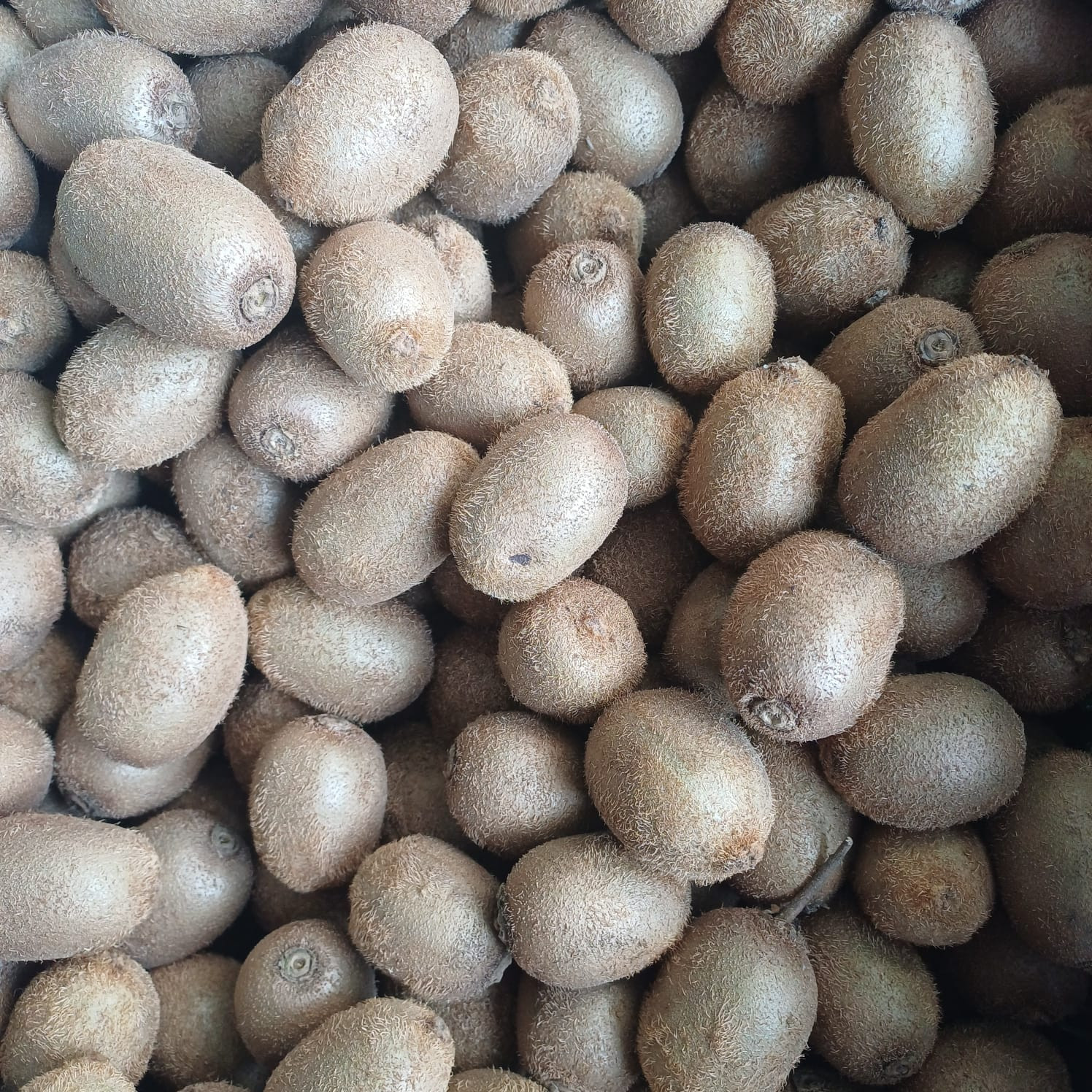Kiwi