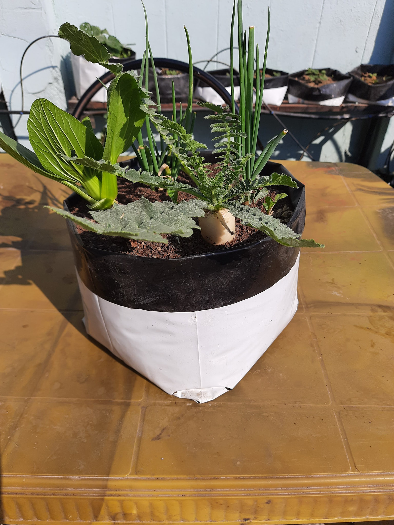 Grow Bag